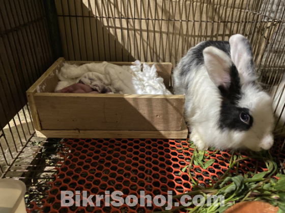 Satin Angora breeding pair